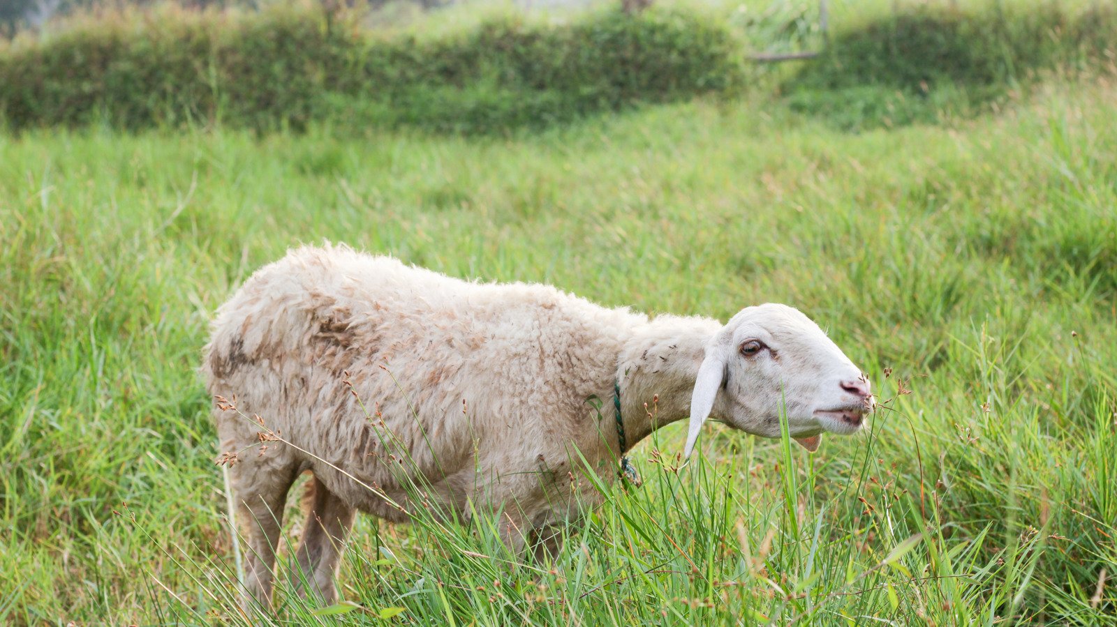 Aqiqah Animal Sacrifices