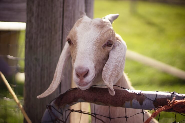 close-up-shot-white-brown-goat-with-long-ears-horns-with-head-wooden-fence_181624-3915