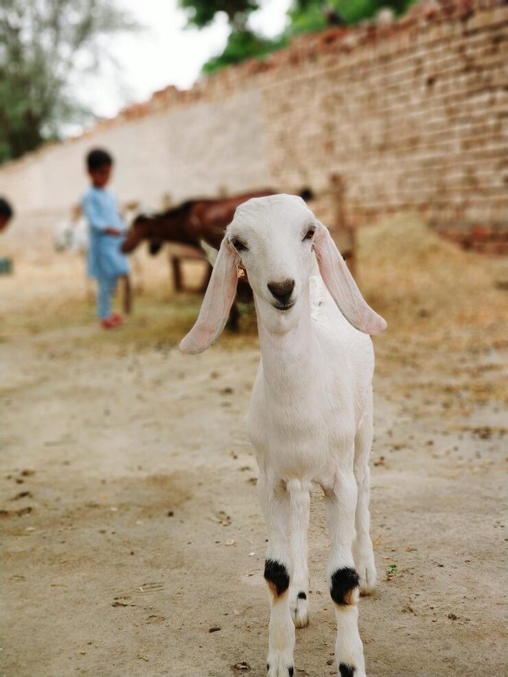 full-length-goat-land_1048944-14695899