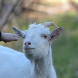 1 Goat for Girl