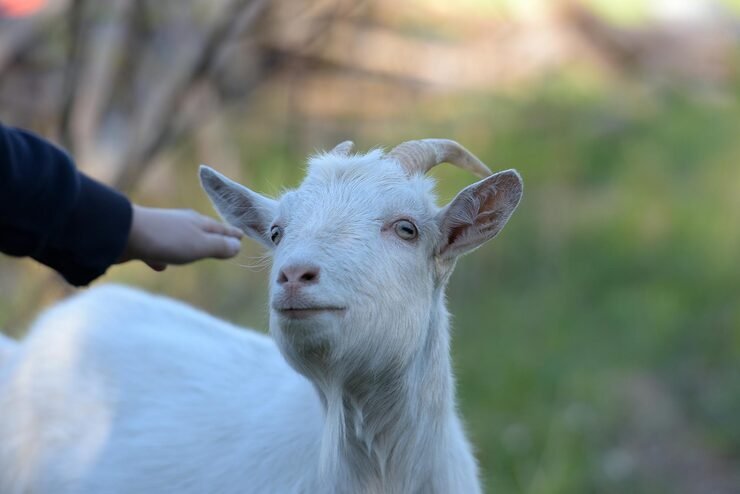 portrait-goat_1048944-426773