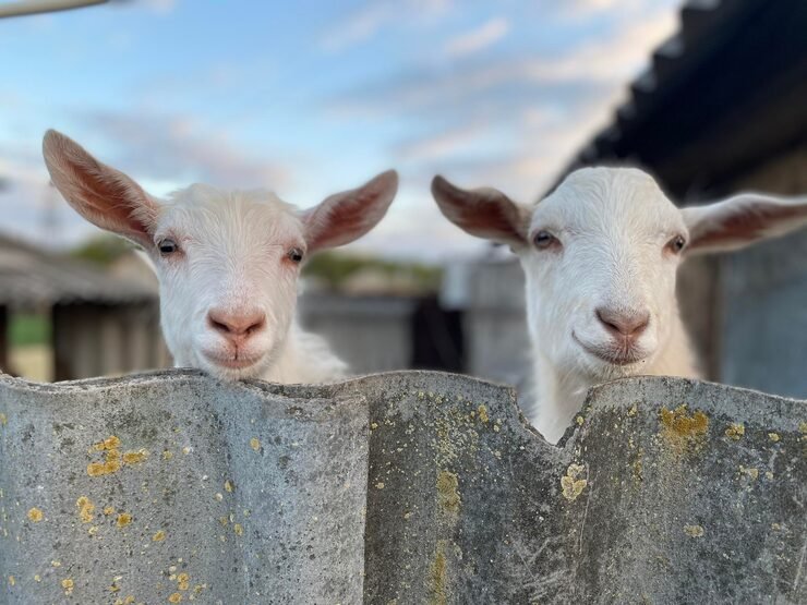 portrait-sheep_1048944-25044052