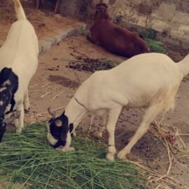 Sadaqah Sacrifies 2 Goats