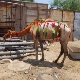 Camel