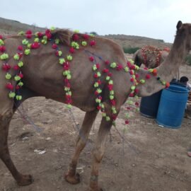Camel for Qurbani sacrifice