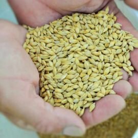 Barley for Fitrana donation