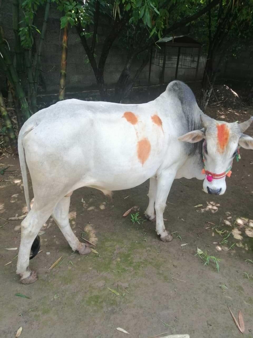 Cow